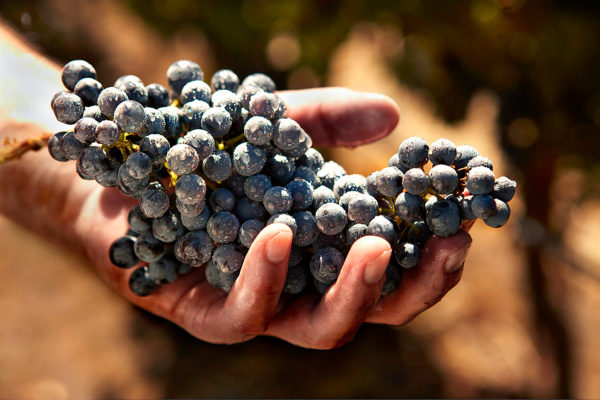 Food Photography,Pittsburgh Commercial photographer, food and beverage photographers, Beverage photographers, Still life photographers, Pittsburgh still life photographers, Pittsburgh photographers, chef photos, cocktail photographers, cocktail photography