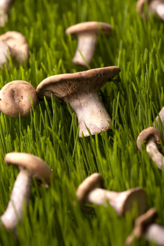 Food Photography,Pittsburgh Commercial photographer, food and beverage photographers, Beverage photographers, Still life photographers, Pittsburgh still life photographers, Pittsburgh photographers, chef photos, cocktail photographers, cocktail photography