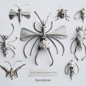 Animal bones are arranged to create bug shapes,advertising photographers